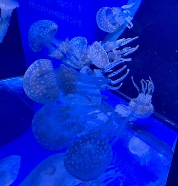 しながわ水族館に投稿された画像（2023/8/26）