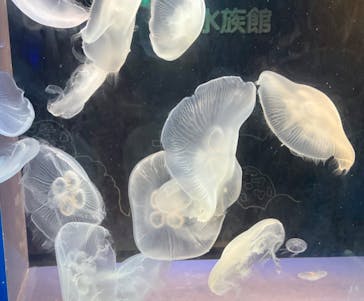しながわ水族館に投稿された画像（2023/8/26）