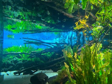 カワスイ 川崎⽔族館に投稿された画像（2023/8/26）