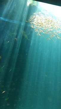 環境水族館アクアマリンふくしまに投稿された画像（2023/8/26）