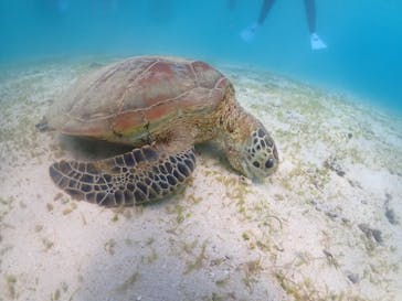 nico 宮古島に投稿された画像（2023/8/26）