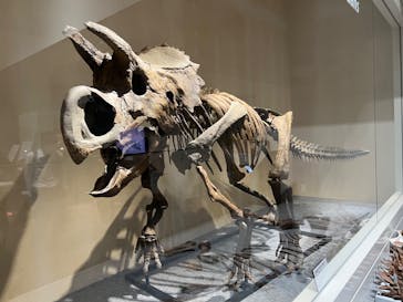 大阪市立自然史博物館に投稿された画像（2023/8/26）