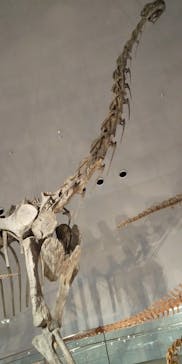 福井県立恐竜博物館に投稿された画像（2023/8/26）