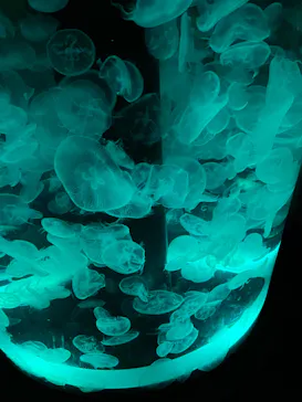 マクセル アクアパーク品川に投稿された画像（2023/8/26）