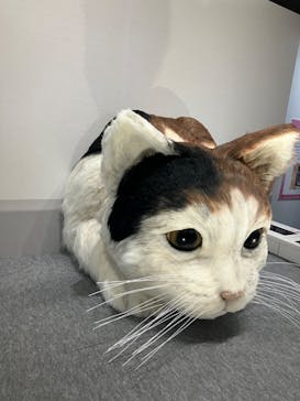 特別展「ネコ」 ～にゃんと！クールなハンターたち～に投稿された画像（2023/8/26）