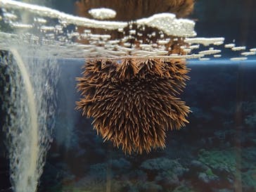 ぶっとんでるいきもの展に投稿された画像（2023/8/26）