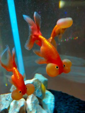 NARA KINGYO MUSEUMに投稿された画像（2023/8/26）