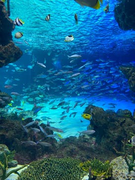 サンシャイン水族館に投稿された画像（2023/8/26）