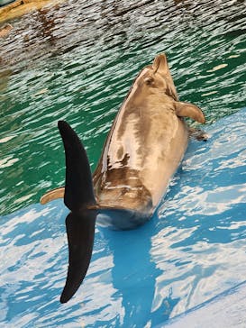 名古屋港水族館に投稿された画像（2023/8/26）