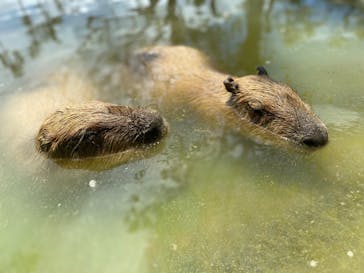 美らヤシパークオキナワ・東南植物楽園に投稿された画像（2023/8/26）
