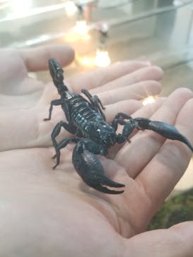 いきもの探検隊上尾に投稿された画像（2023/8/26）