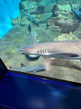 アクアワールド茨城県大洗水族館に投稿された画像（2023/8/26）