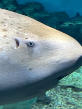 アクアワールド茨城県大洗水族館に投稿された画像（2023/8/26）