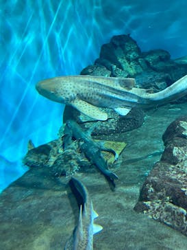 アクアワールド茨城県大洗水族館に投稿された画像（2023/8/26）