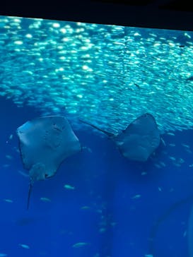 アクアワールド茨城県大洗水族館に投稿された画像（2023/8/26）