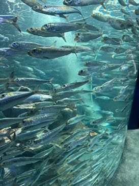 サンシャイン水族館に投稿された画像（2023/8/26）