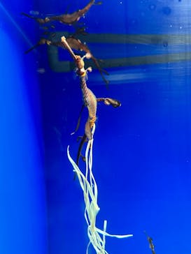 サンシャイン水族館に投稿された画像（2023/8/26）