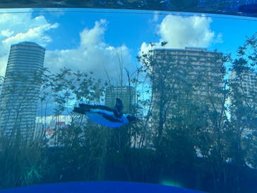 サンシャイン水族館に投稿された画像（2023/8/26）