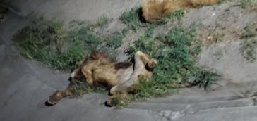 群馬サファリパークに投稿された画像（2023/8/26）