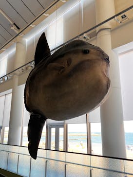 アクアワールド茨城県大洗水族館に投稿された画像（2023/8/26）