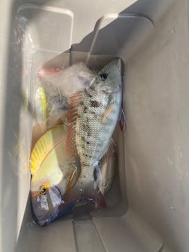 釣り船 りき丸に投稿された画像（2023/8/26）