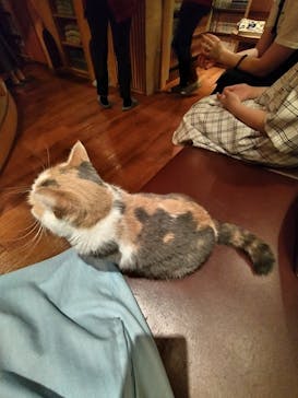 猫カフェモカ　池袋本店に投稿された画像（2023/8/26）