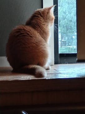 猫カフェモカ　池袋本店に投稿された画像（2023/8/26）