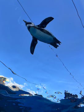 サンシャイン水族館に投稿された画像（2023/8/26）