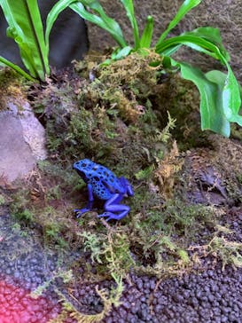 ぶっとんでるいきもの展に投稿された画像（2023/8/26）