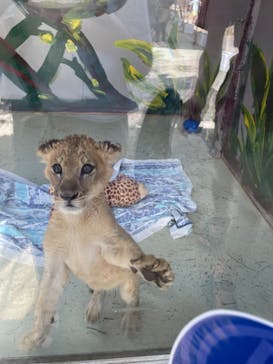 しろとり動物園に投稿された画像（2023/8/26）