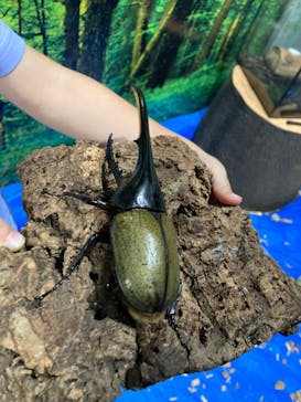 カワスイ 川崎⽔族館に投稿された画像（2023/8/26）