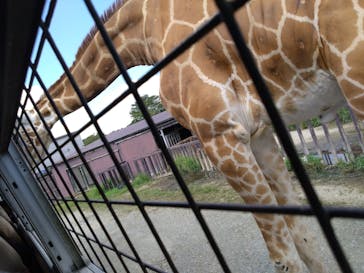 那須サファリパークに投稿された画像（2023/8/26）