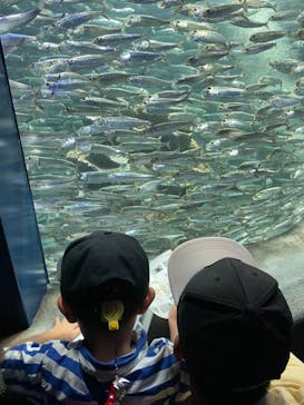 サンシャイン水族館に投稿された画像（2023/8/26）