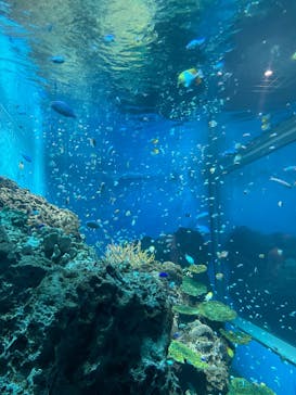 アクアワールド茨城県大洗水族館に投稿された画像（2023/8/26）