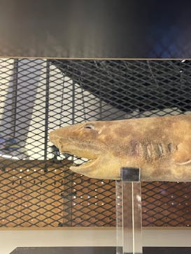 アクアワールド茨城県大洗水族館に投稿された画像（2023/8/26）