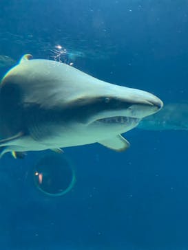 アクアワールド茨城県大洗水族館に投稿された画像（2023/8/26）