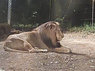 よこはま動物園ズーラシアに投稿された画像（2023/8/26）