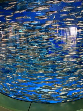 アクアワールド茨城県大洗水族館に投稿された画像（2023/8/26）