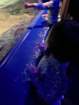 アクアワールド茨城県大洗水族館に投稿された画像（2023/8/26）