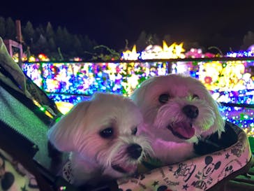 伊豆ぐらんぱる公園に投稿された画像（2023/8/26）