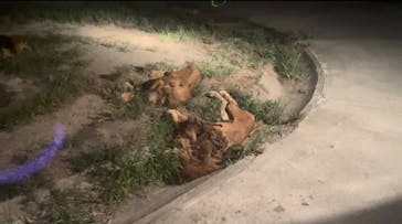 群馬サファリパークに投稿された画像（2023/8/26）