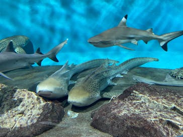 アクアワールド茨城県大洗水族館に投稿された画像（2023/8/26）