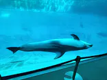 名古屋港水族館に投稿された画像（2023/8/27）