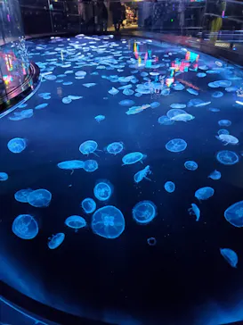 すみだ水族館に投稿された画像（2023/8/26）