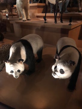 国立科学博物館に投稿された画像（2023/8/27）