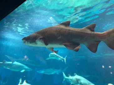 アクアワールド茨城県大洗水族館に投稿された画像（2023/8/27）
