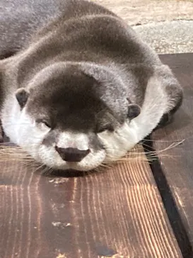 仙台うみの杜水族館に投稿された画像（2023/8/27）