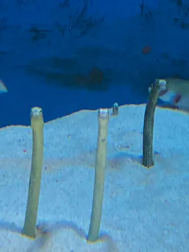 仙台うみの杜水族館に投稿された画像（2023/8/27）