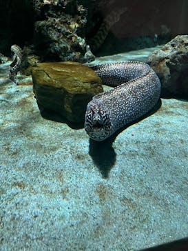 名古屋港水族館に投稿された画像（2023/8/27）