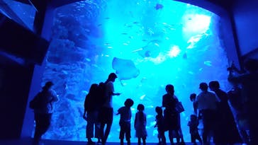 京都水族館に投稿された画像（2023/8/27）